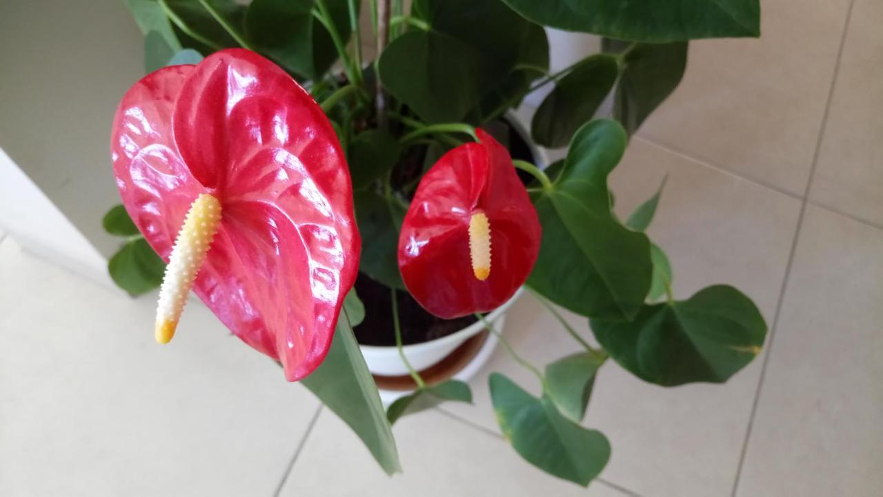 הוילה גרנדילה דה אבונה Casa Yoel מראה חיצוני תמונה
